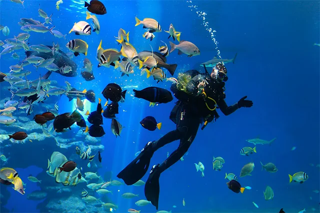 Scuba Diving Tour in Dubai