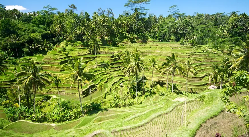 Bali Tour Packages from Dubai