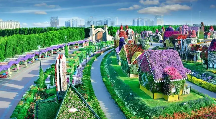 Close-up of colorful flowers in Dubai Miracle Garden