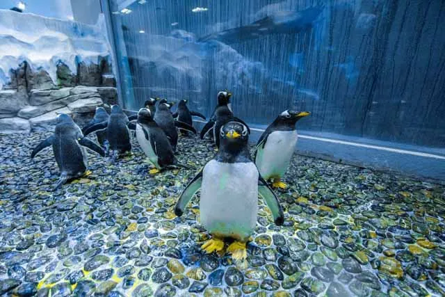 Dubai Aquarium and Penguin Encounter