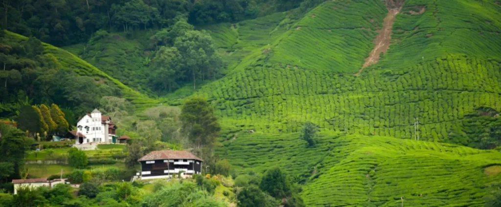 Sееk Advеnturе in the Cameron Highlands