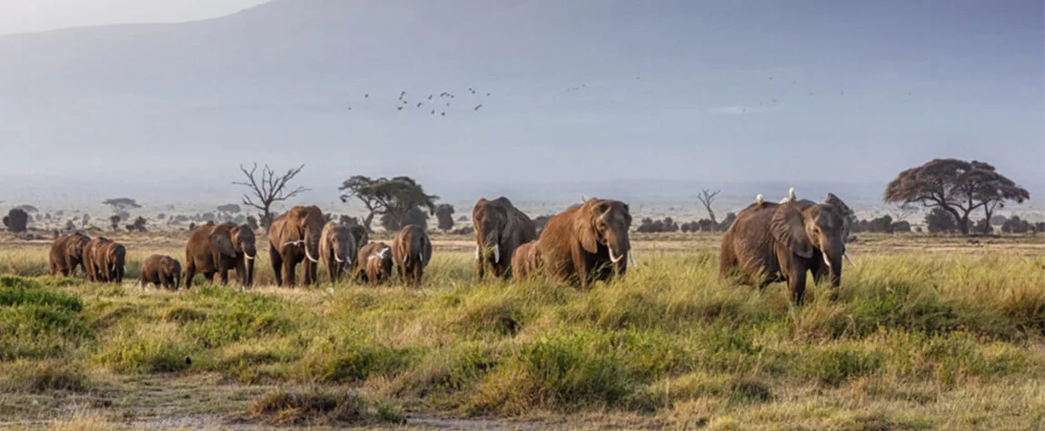 Things to Know Before Taking a Safari in Kenya