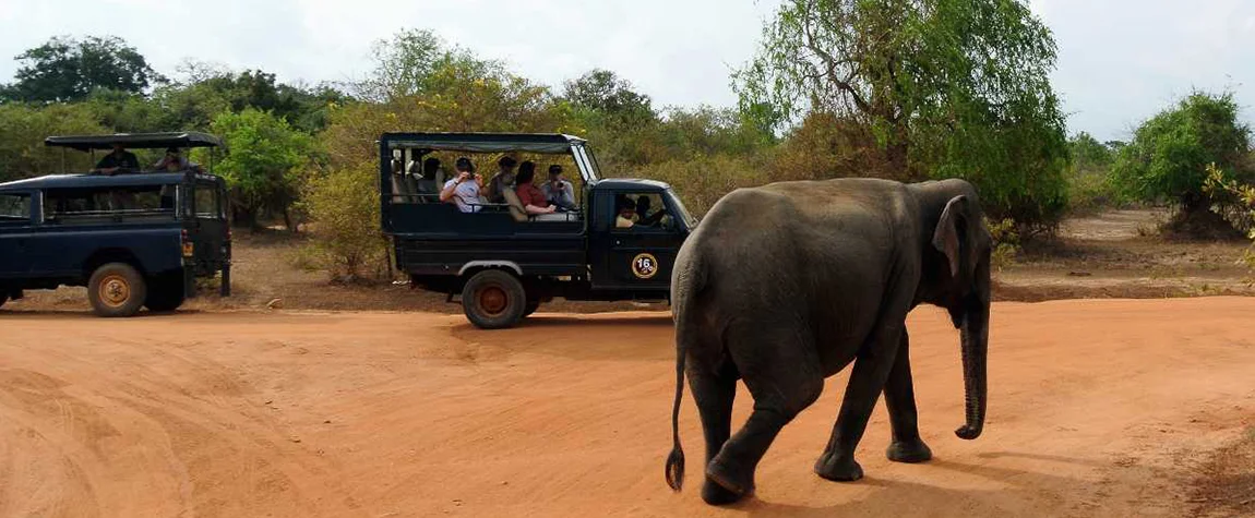 Safari in Yala National Park