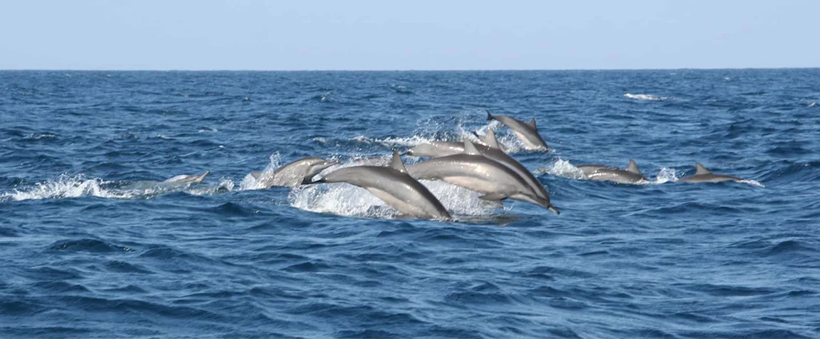  Whale Watching in Mirissa