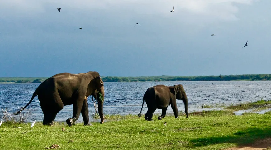 Sri Lanka Summer holiday packages