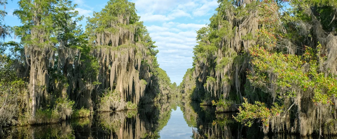 Okefenokee Swamp – South Georgia