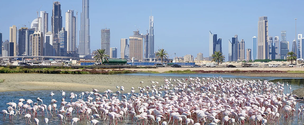 Ras Al Khor Wildlife Sanctuary