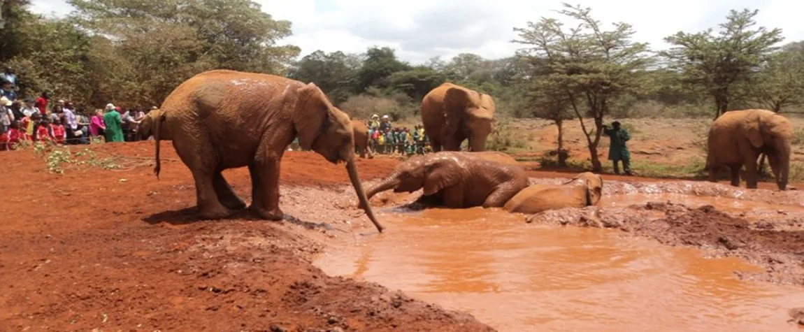 Giraffe Centre and Elephant Orphanage