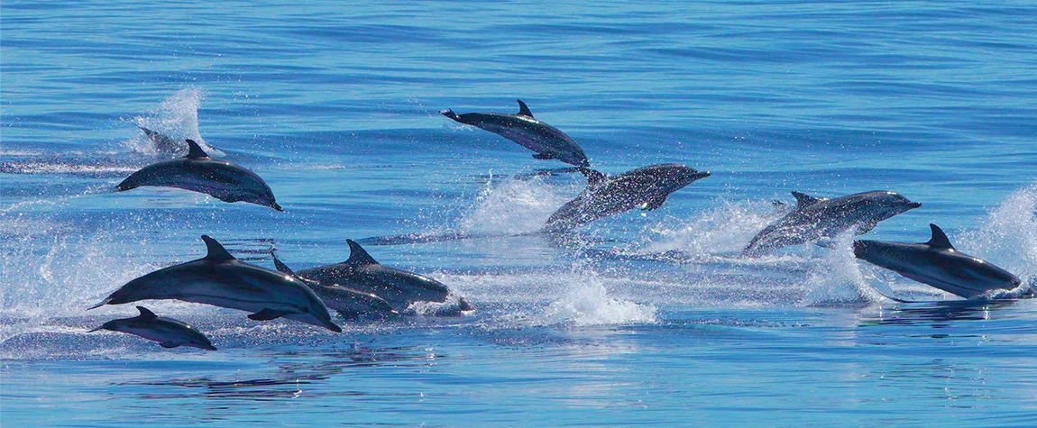 Activities in Maldives for Families