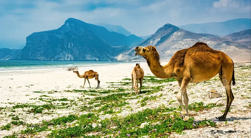 Salalah Summer Holiday Packages