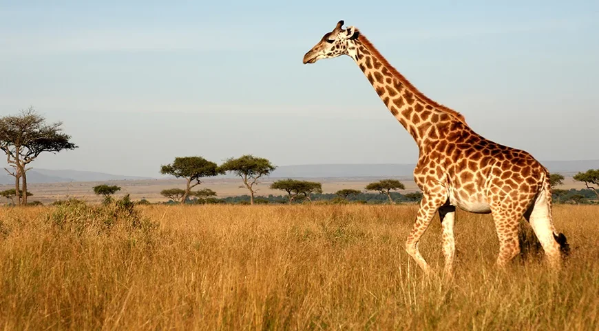 Kenya 04 Nights Tour Packages