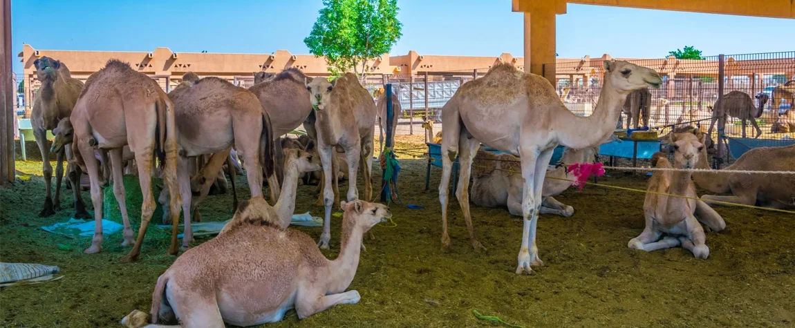 Camel Market