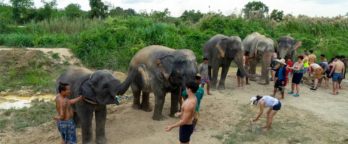 Pattaya Elephant Village