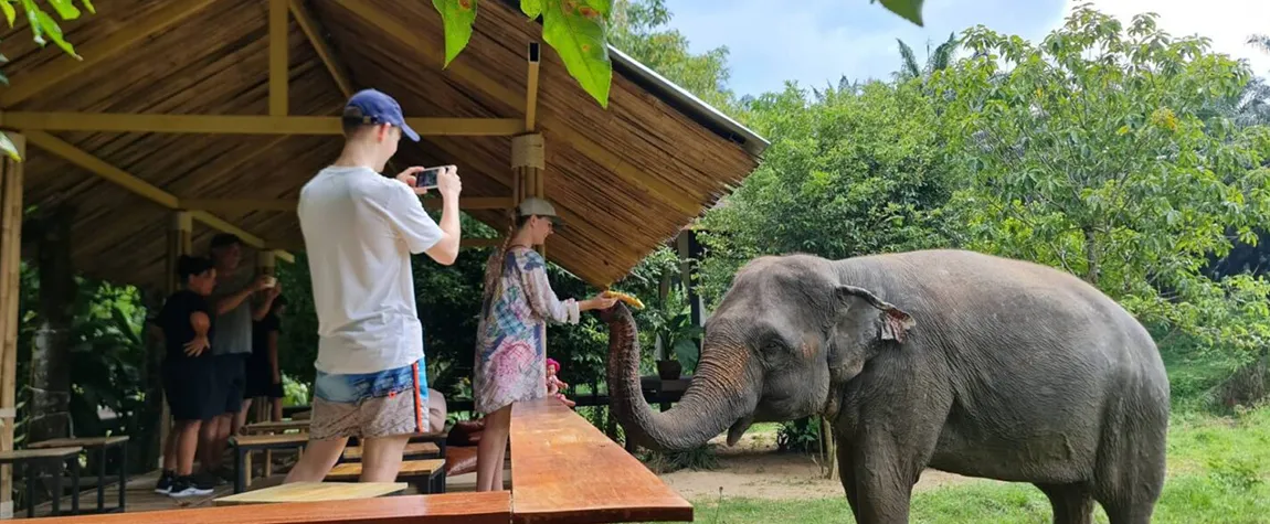 Attractions in krabi, Elephant Sanctuary in Krabi