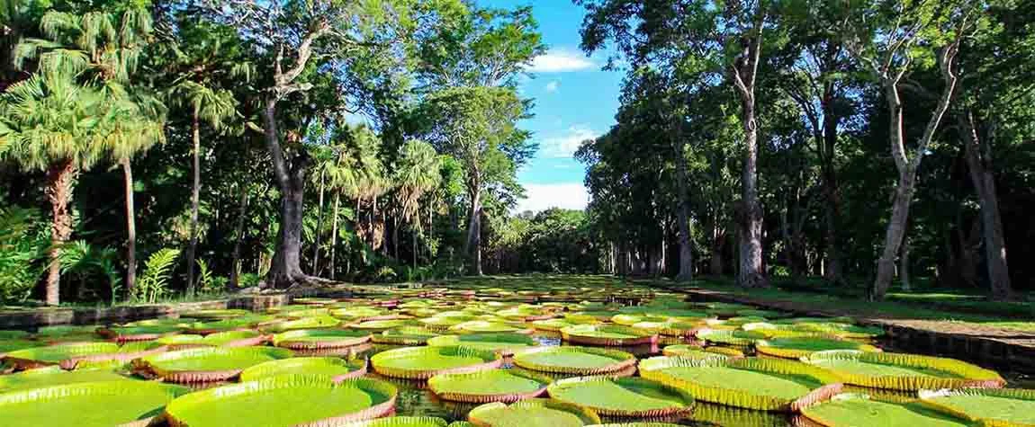 Pamplemousses Botanical Garden: 