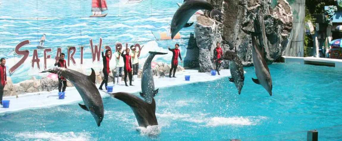 Play with Dolphins at Safari World Bangkok