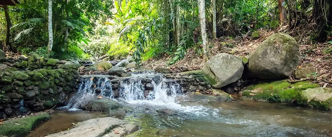 Hike in Khao Phra Thaeo National Park: Nature at Your Fingertips