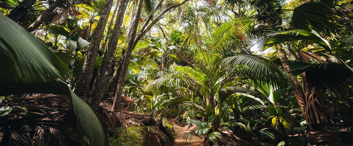 Seychelles Tourist Attractions, Vallée de Mai, Praslin