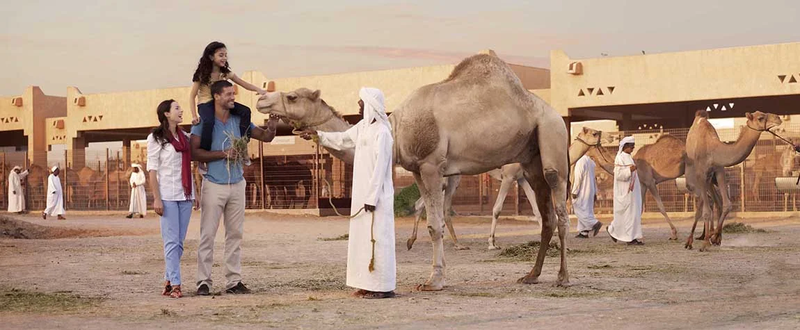 7. Al Ain Camel Market