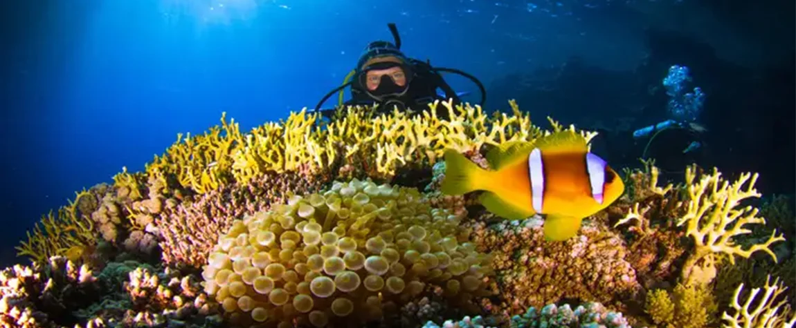 Dive into the Underwater World of the Red Sea