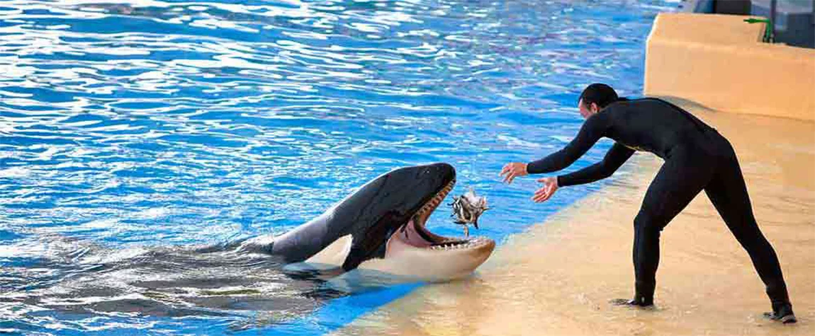 8. Dubai Dolphinarium