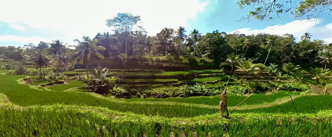 Tegallalang Rice Terraces