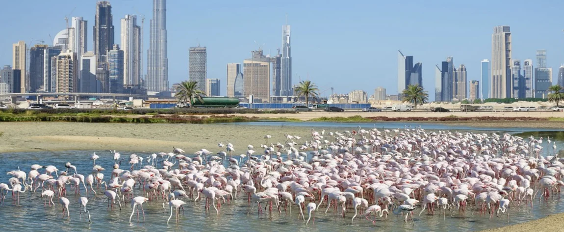 6. Ras Al Khor Wildlife Sanctuary