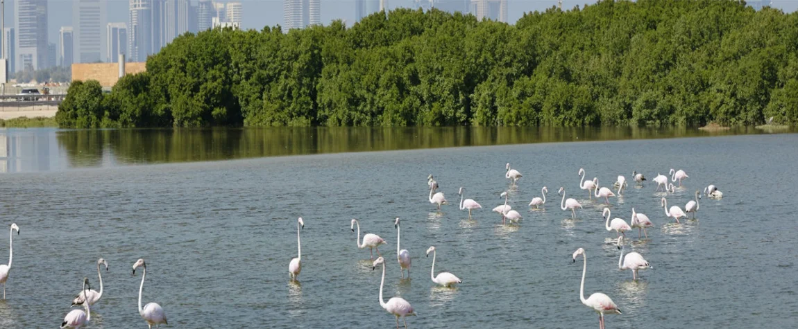 7. Ras Al Khor Wildlife Sanctuary.