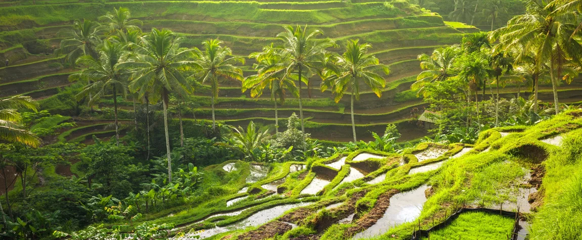 Tegalalang Rice Terraces.