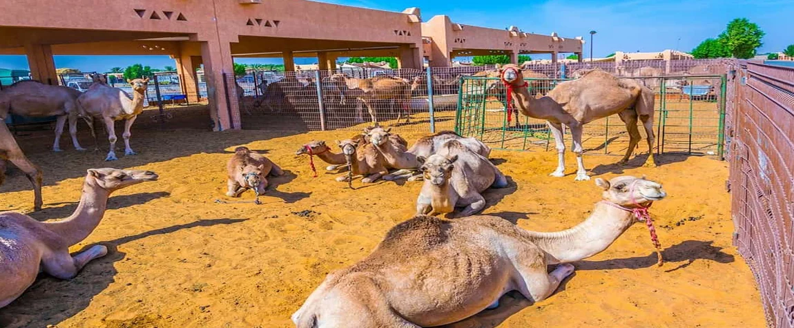 Al Ain Camel Market