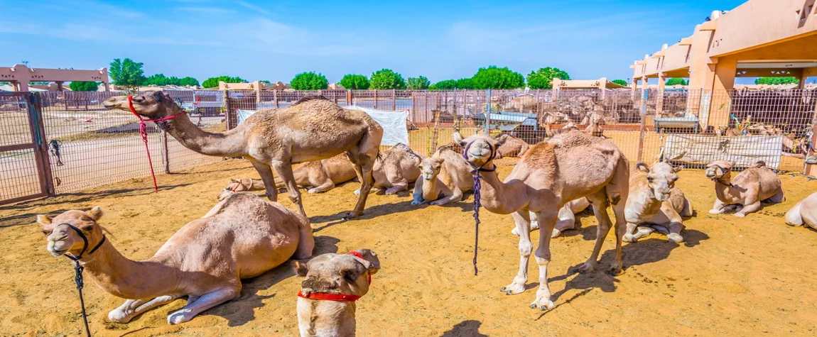 7. Al Ain Camel Souk