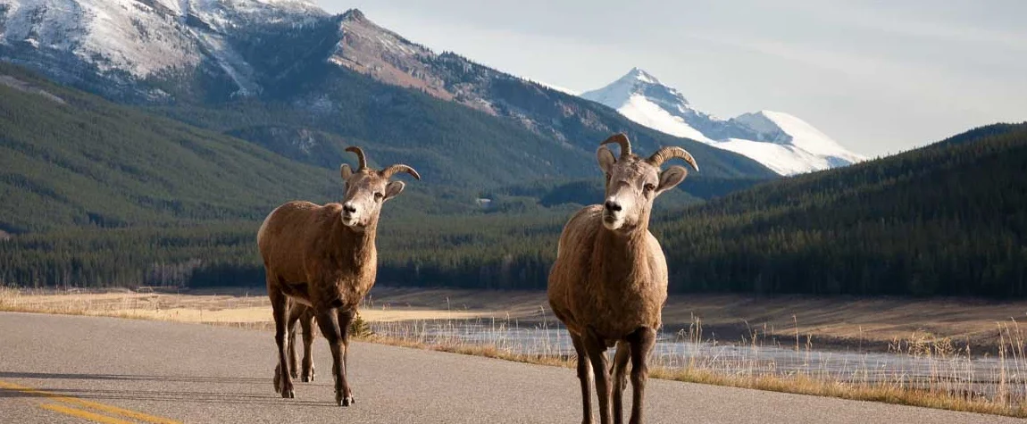 Wildlife Viewing in Jasper