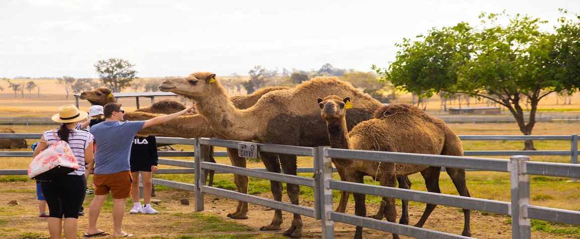 Things to Do in Liwa Oasis