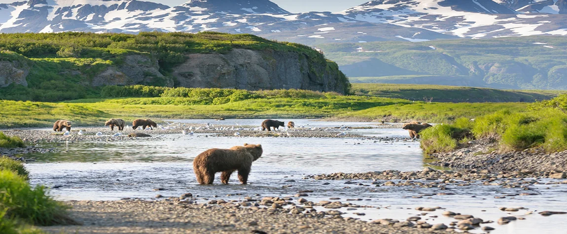 Winter Safari in Alaska