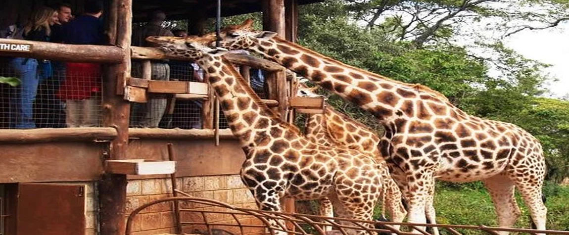 Discover the Giraffe Centre