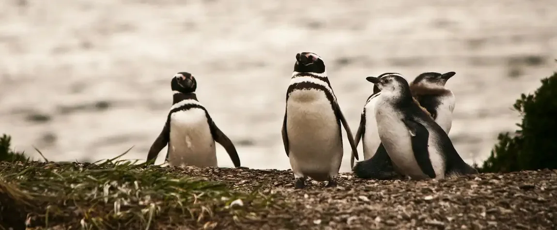 Wildlife Watching in Ushuaia