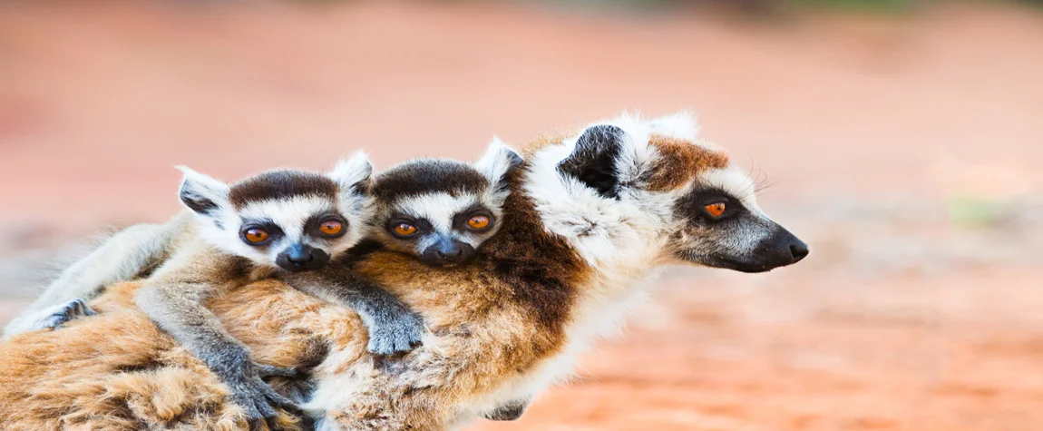 Go to the Berenty Lemur Reserve