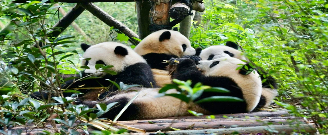 The Giant Pandas can be found in the modern city of Chengdu.