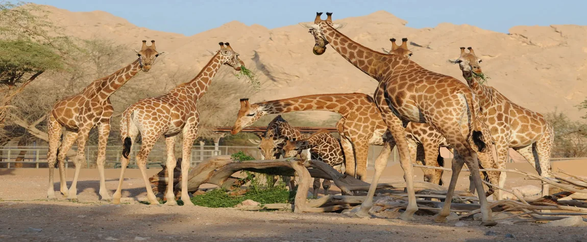 7. Al Ain Zoo – Largest man made safari park in the world