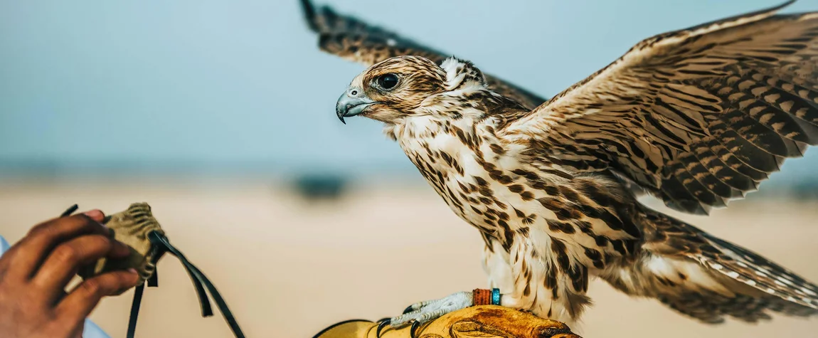 7. Discover Falconry Traditions