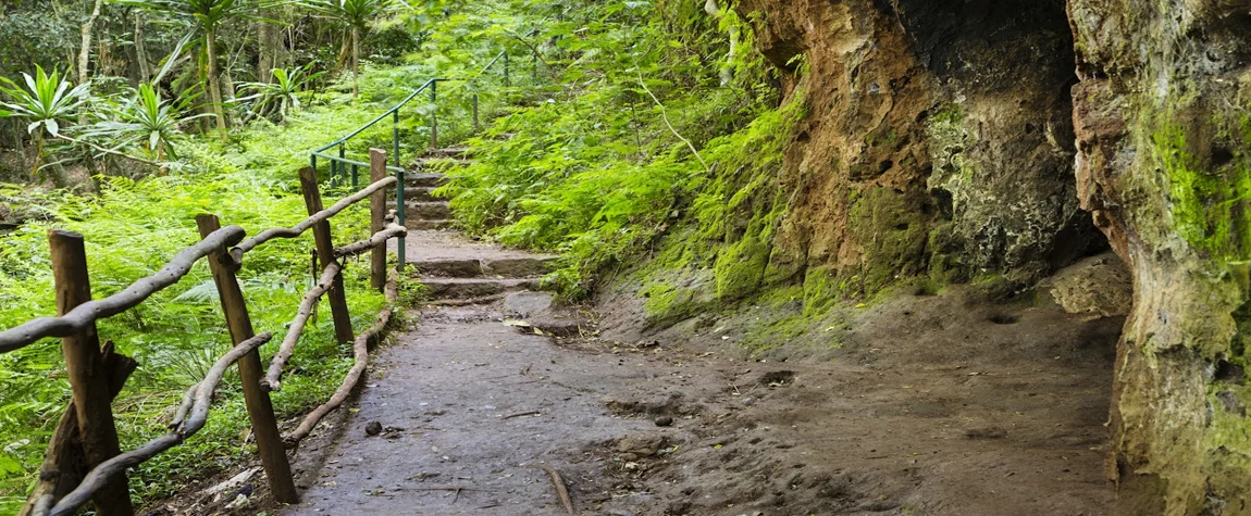 Take a Walk in Karura Forest