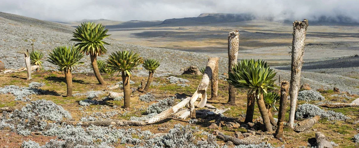 Bale Mountains National Park