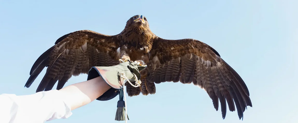 8. Falconry Demonstrations