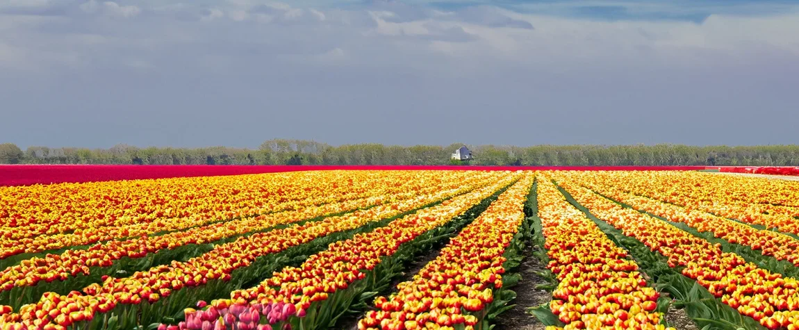 8. Netherlands A Land of Beauty and Tulips