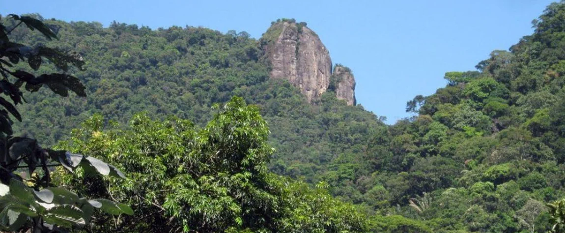 Tijuca Forest: Nature’s Tranquility