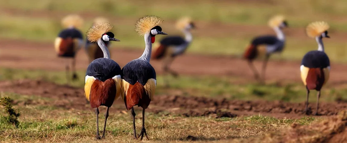 Go Bird Watching at Lake Naivasha