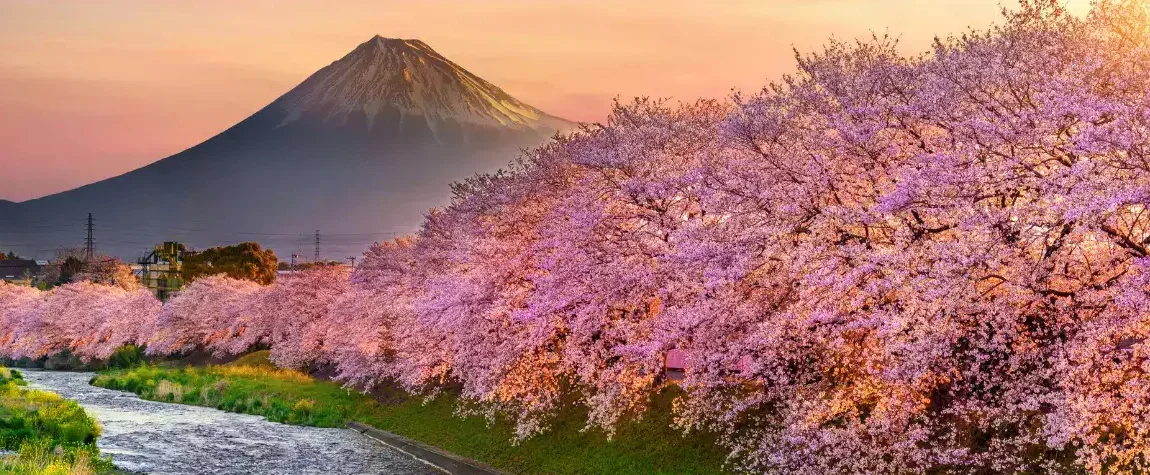 Cherry Blossom Season, Japan