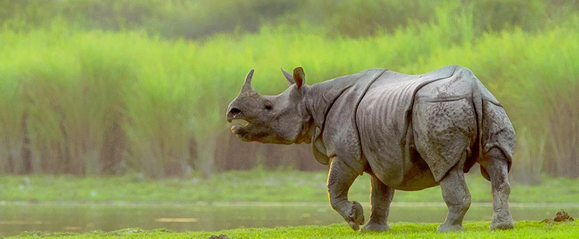 Kaziranga National Park