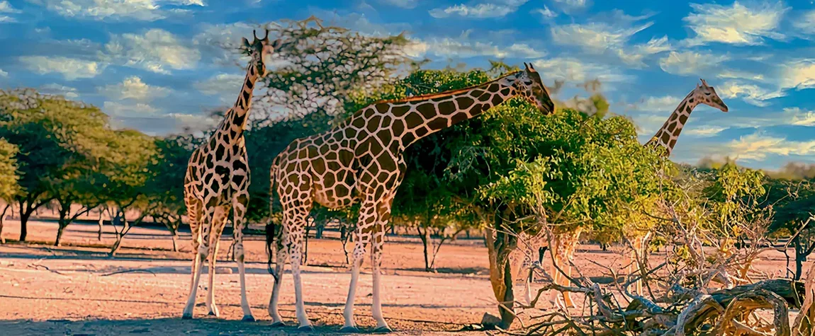 10. Safari at Sir Bani Yas Island