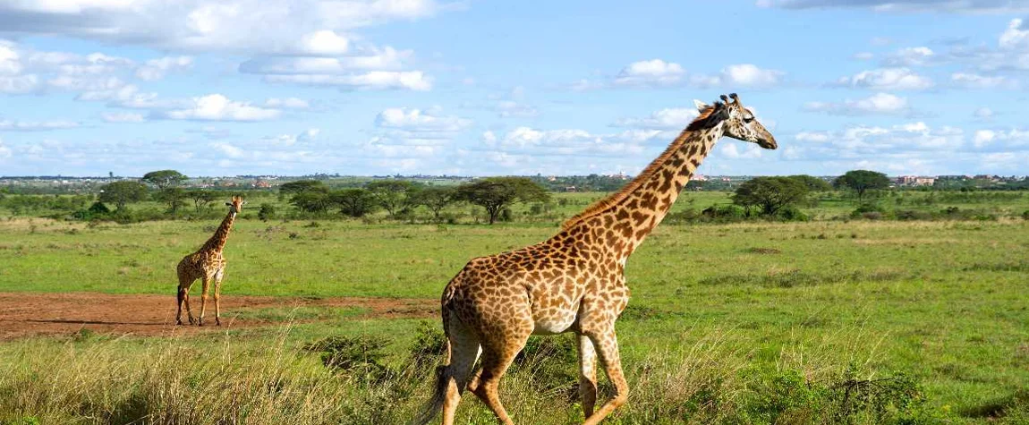 Take a Stroll in Nairobi National Park